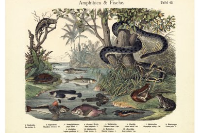 Simon Barnes’s final chapters converge not at mammals, even less at primates, but at fish