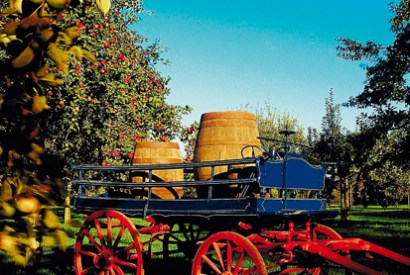 ‘The plan was to pour the apple juice into an oak hogshead, freshly emptied of its whisky’