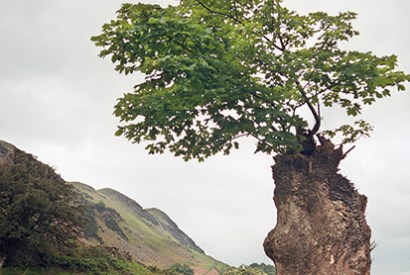 A ‘nurse log’ — a tree stump in which a seed has germinated, thereby avoiding browsing herbivores and the overshading of undergrowth. From Uncommon Ground by Dominick Tyler