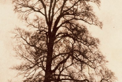 ‘The Great Elm at Lacock’, 1843–45, by William Henry Fox Talbot