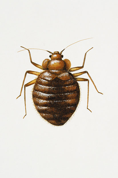 Bigger mouths and longer legs—all the better to bite you with, and run away