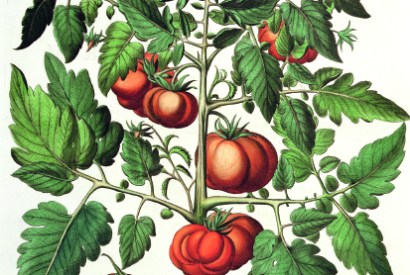 Tomatoes and melons from the garden of the Prince Bishop of Eichstatt (German school, 17th century)
