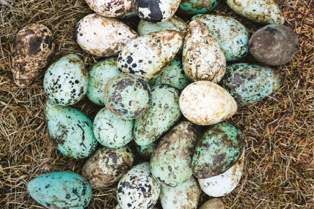 Guillemot eggs, Iceland. From The Nordic Cookbook by Magnus Nilsson (Phaidon)