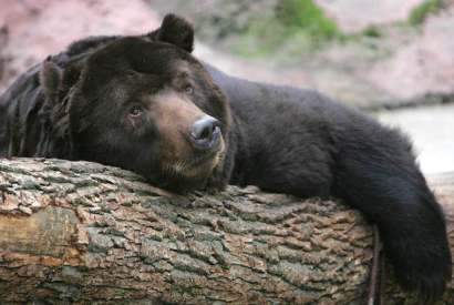 Don’t expect Mr Bear to go back into hibernation anytime soon