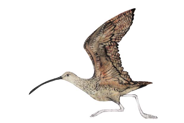 Illustration by beatrice forshall