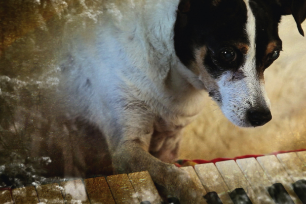 Hound of love: Lolabelle gets old and Lolabelle goes blind and keyboards are laid out on the floor so that she can bash them with her paws, and enjoy the sounds