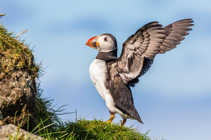 Atlantic puffin (Fratercula arctica) in the Faroes