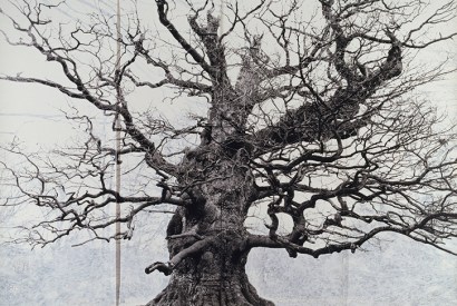 ‘Majesty’, 2006, by Tacita Dean