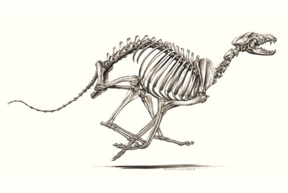 The long limbs, light frame and deep chest of sighthounds, like the Borzoi or Russian wolfhound, give them the speed and endurance to outrun their quarry. Drawing by Katrina van Grouw