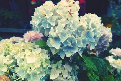 Blue Hydrangeas (Image: Getty)