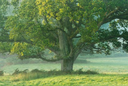 An English oak in a misty meadow at dawn [Getty]