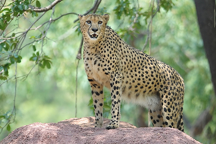 If you looked only at our farm, and avoided reading the news, you might find it absurd to hear there are only 7,000 cheetah in the world