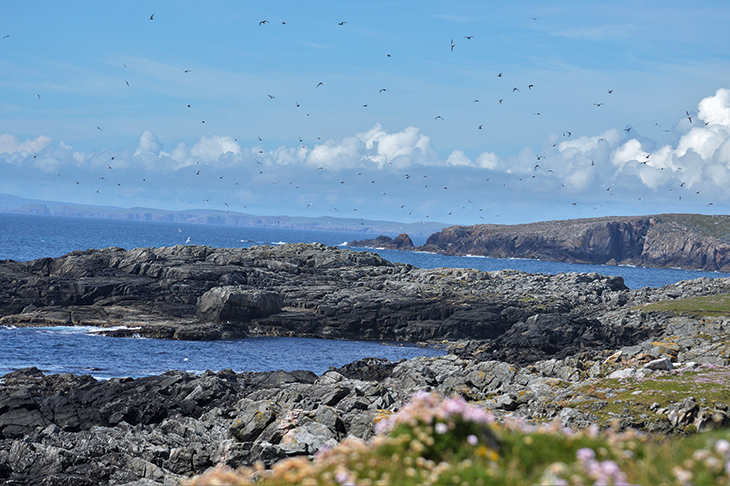 Shetland with tirricks