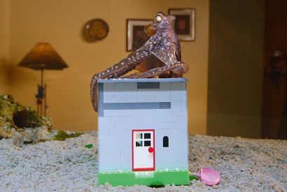 Heidi’s changing-colours-and-textures routine never failed to delight