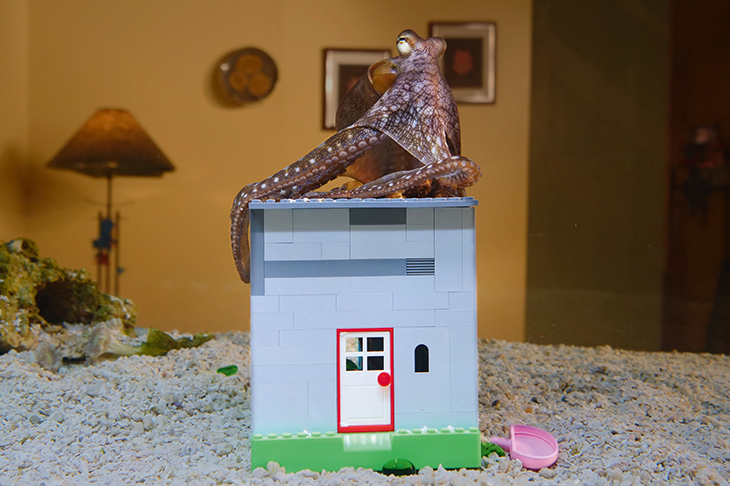 Heidi’s changing-colours-and-textures routine never failed to delight